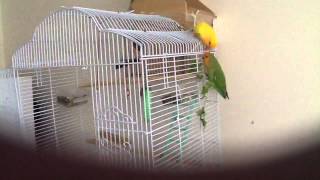 bird flying into your house 4