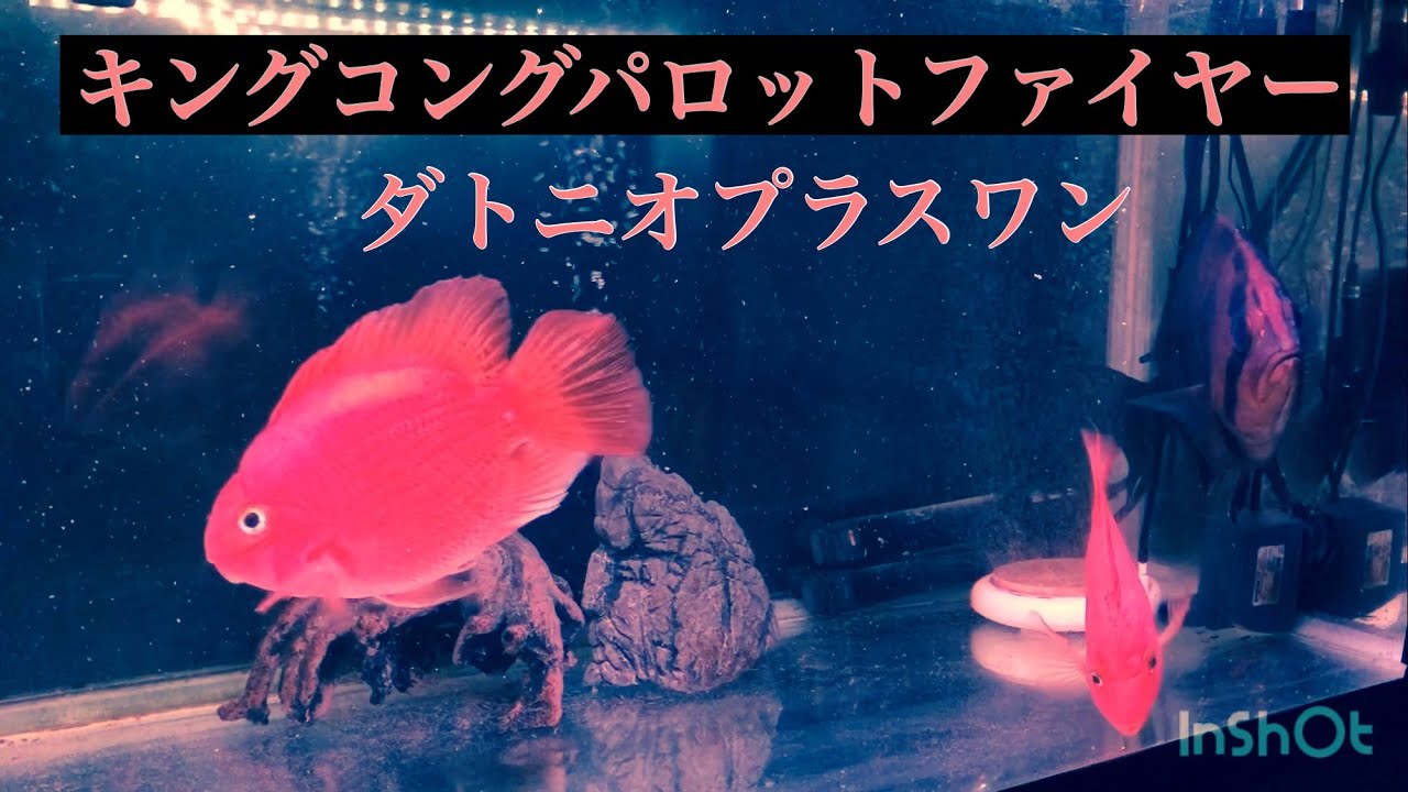 ダトニオプラスワン＆キングコングパロットファイヤー - YouTube