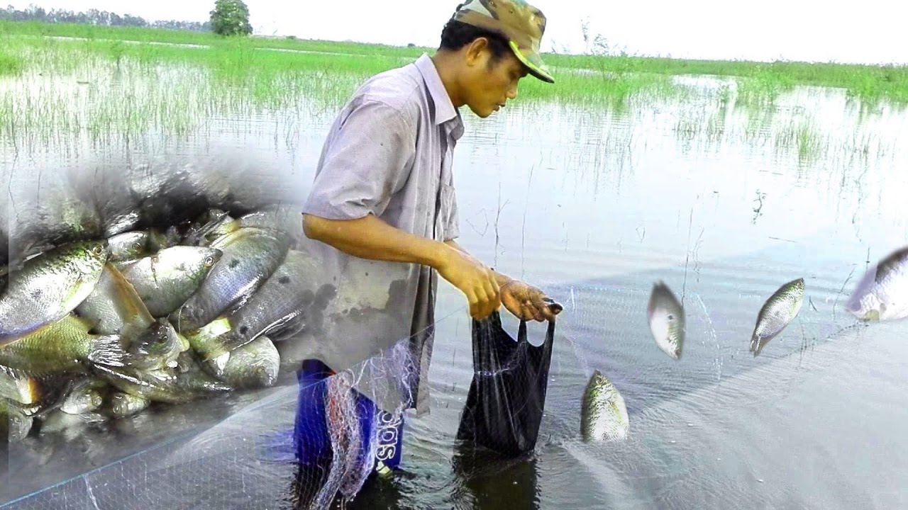 Net Fishing In Cambodia | Khmer Cast Net Fishing | Cambodia Traditional Fishing [Part 03]