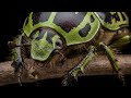 beetle with ######sinharajaya####animals 