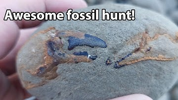 Amazing fossil hunt with Theo Kellison - we find so much!