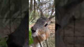 Patagonian  cavy!! #animals #animaleducation #Patagoniancavy #cavy