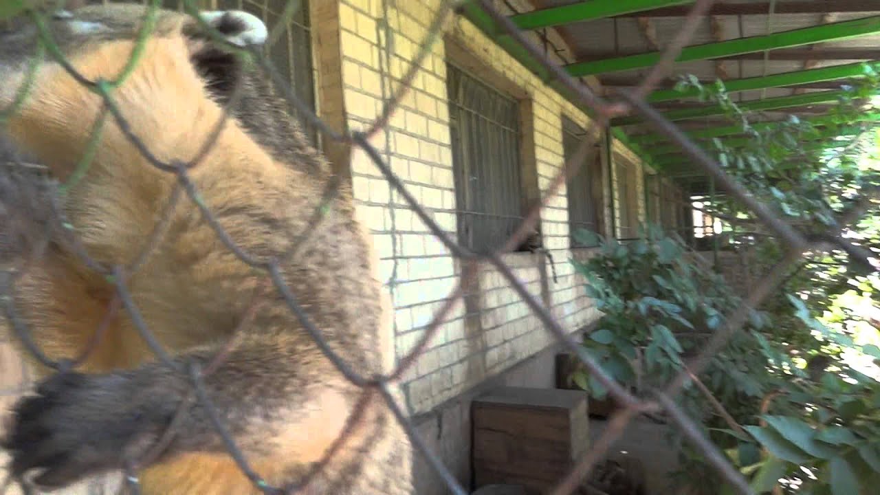 South American coati🐽Nasua nasua🐻Обыкновенная носуха