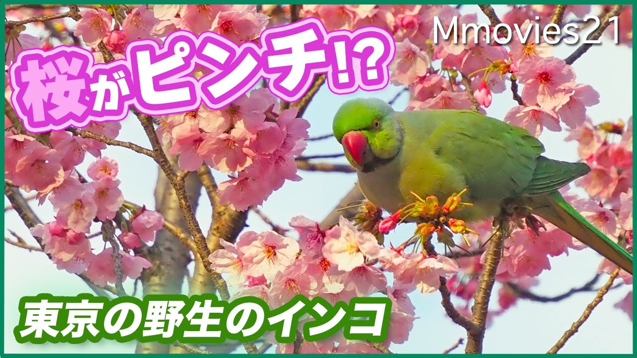 桜の花がボトボト落ちて来ると思ったらカラフルな鳥「ワカケホンセイ