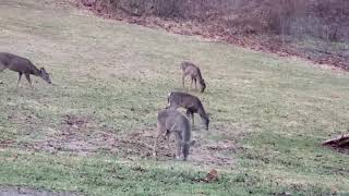 A dozen deer🦌 eating worms🐛