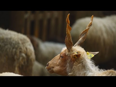 Videó: Sérülnek a juhok nyírás közben?