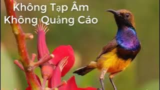 Tiếng Chim Hút Mật 5 Màu Mồi Cực Sung Dùng Bẫy Loa