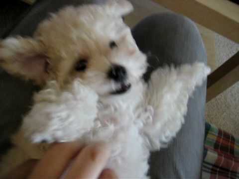 My friend's maltipoo, Chu Chai Bao, so called CCB,...