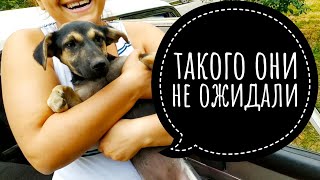 Встреча щенков на новом участке🙀НЕОЖИДАННО,  теперь всё это их😍СМОТРЕТЬ ДО КОНЦА НАШЕЛСЯ МАЛЫШ😨