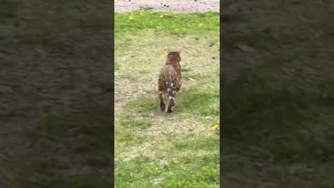 KEPARDI!!!!!!!!!!!!!!!!!!!!!!!!!!!!!!!!!!!!!!!!!!!!!!!!!!!!!!!!!!!