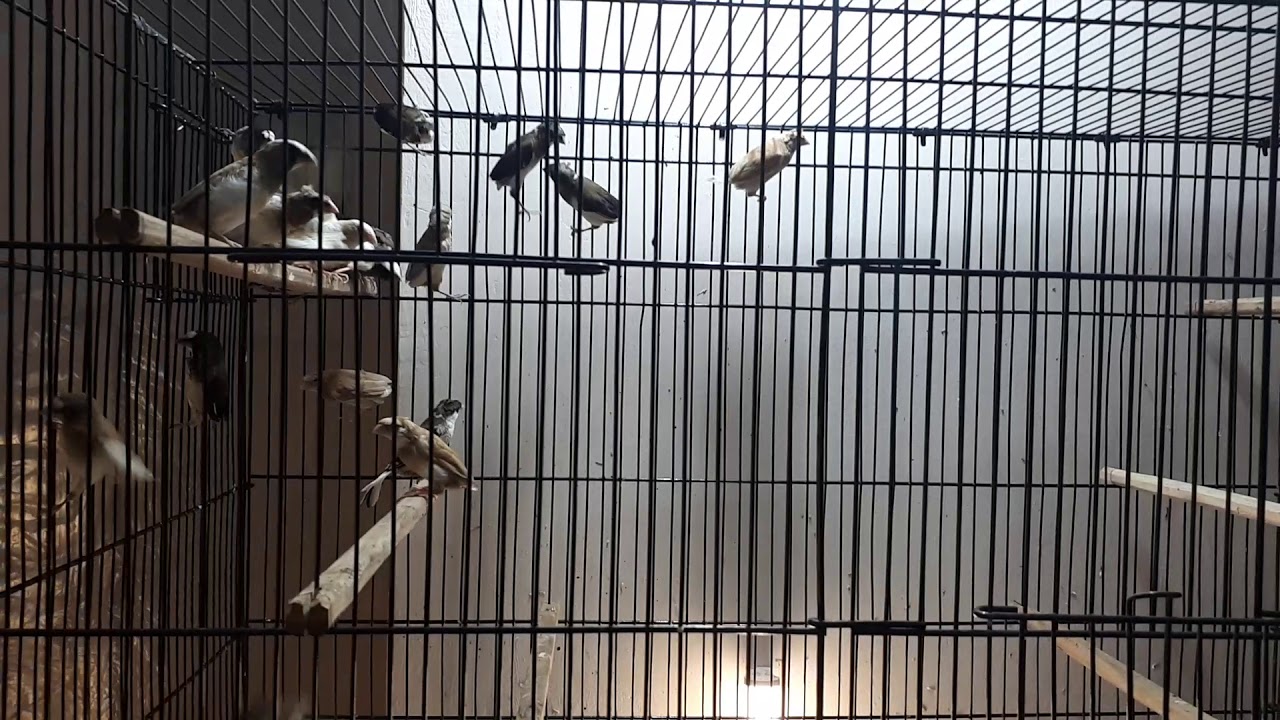 Society Finches 2020|Benglies Finches||Crusted Benglies Finches Fresh Breed | by | | Dayan Aviary |