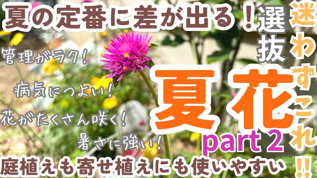 【選りすぐりのおすすめ夏花】ラクしてもオシャレで沢山咲く草花/定番に差をつける！庭植え寄せ植えにも向く/夏の暑さに負けない強いお花を紹介