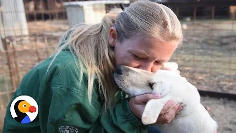 China Yulin Dog Meat Festival Cancelled | The Dodo - DayDayNews