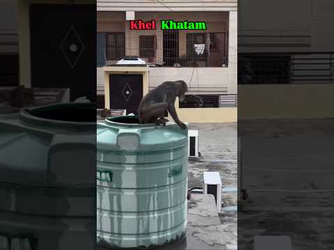 Khel khatam Beta💀 #shorts #aaryankelvin #monkey #funny #comedy #summer #youtubeshorts