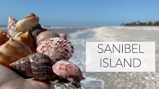 Virtual Beach Walk Sanibel Island (with sharks!)