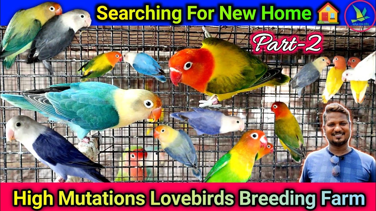 High Mutations Lovebirds Breeding Farm Visit||Mutations Lovebirds ...