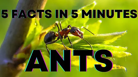 5 Facts About Ants In 5 Minutes