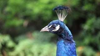 Peacock mating dance | Павлин танцует