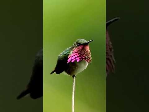 Stunning Wine-Throated Hummingbird