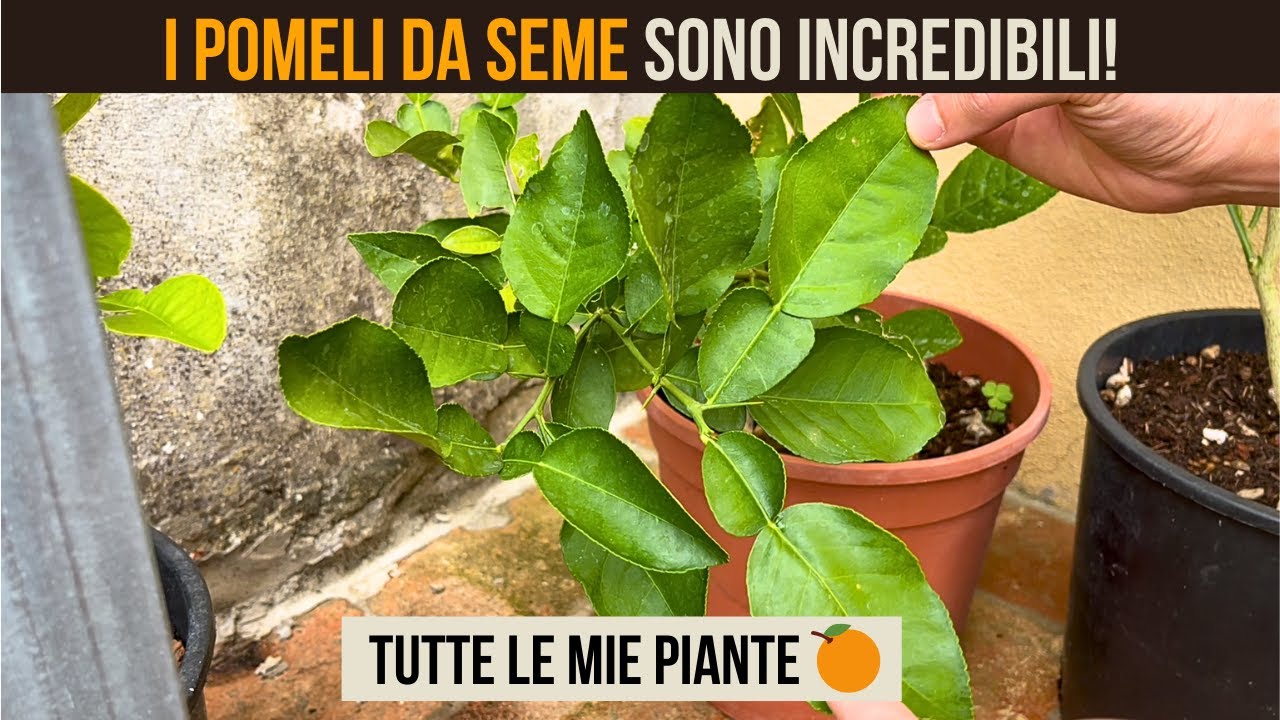 Pomeli da Seme: 20 Piante Diversissime! La Verità sulla Variabilità Genetica degli Agrumi