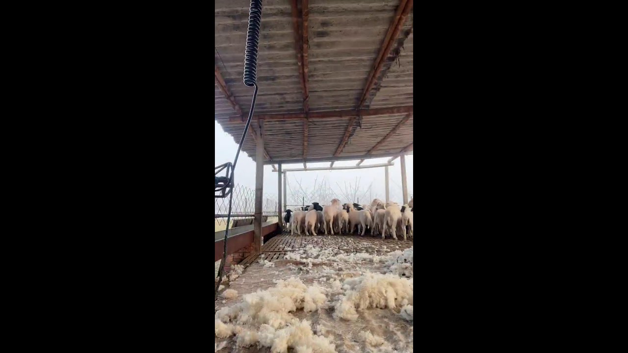 LIVE📹 | Real sheep shearing 