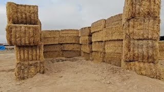 Saman Balyalarıyla Gizlediği Tünelde Kaçak Kazı Yapan Kişi Yakalandı