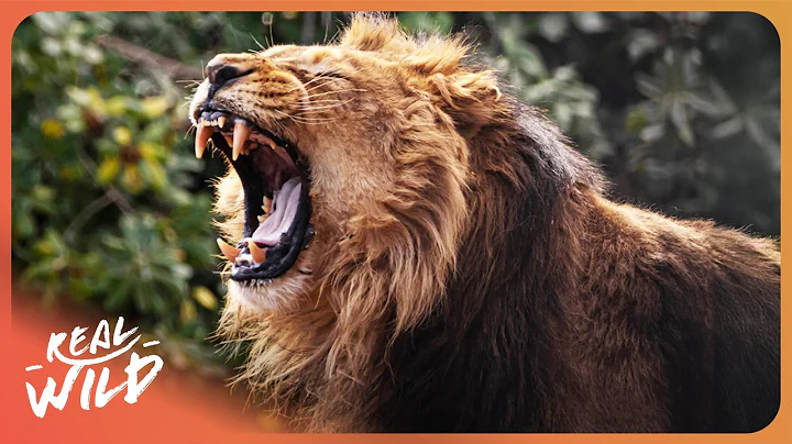 Deadly Wild Cats And Their Fight For Survival thumbnail