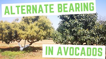 Why does my avocado tree not bear fruit in certain years ?