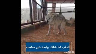 الذئبالذئاب المفترسةاكبر ذئب في العالمالذئب الأبيض المفترس.