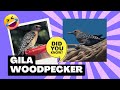 Gila woodpecker facts
