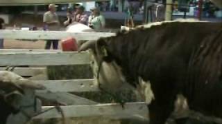 Collapse of local farming communities Lane County Fair Oregon