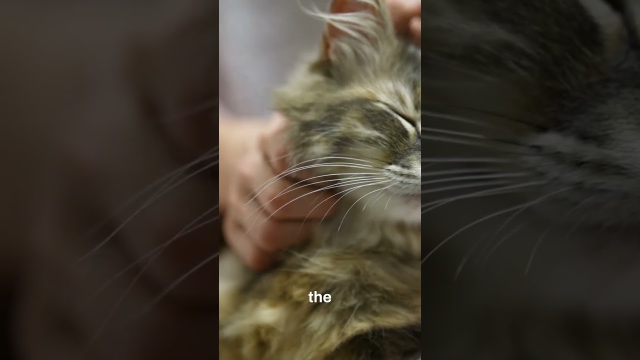 Mustang DRIVER Outsmarts Police After PIT Maneuver!