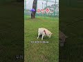 우중산책#강아지일상#그냥가세요#가세요#산책#운긴#시바이누 #애견영상 #동물농장강아지
