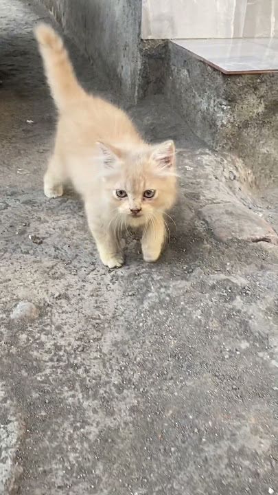 Kucing cio masih Kecil lagi lucu Lucunya
