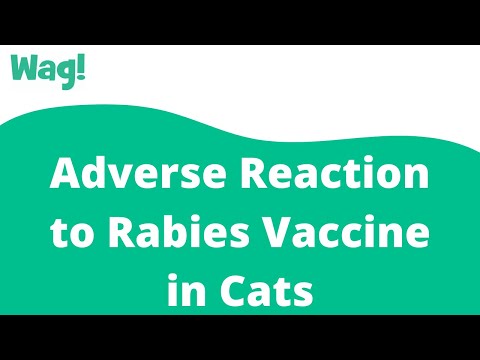 تصویری: واکسن هاری برای گربه: چه واکسنی استفاده می شود ، چگونه کار می کند ، چه زمانی باید انجام شود ، توصیه های دامپزشکان ، بررسی ها