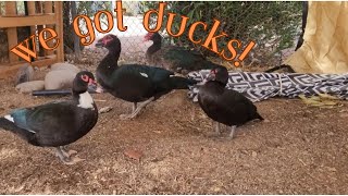 We Got Ducks!