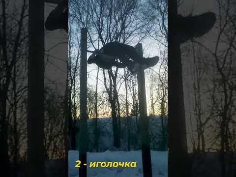 ТОП 5 ЛЁГКИХ ВОРКАУТ ЭЛЕМЕНТОВ #Shorts #short   #sjbody #workout #freestyle #parkour