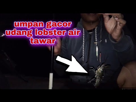 umpan-gacor-mancing-udang-lobster-air-tawar