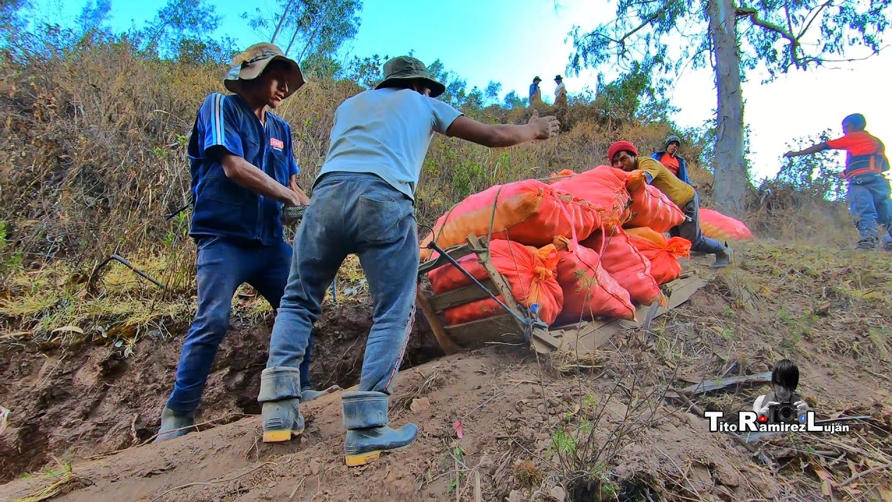 Miren Como Bajan la Cosecha de Papa con Chalupa - Paucarbamba Huancavelica | TitoRamirez
