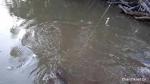 Cá ngát ben cần thấy mê, câu cá ngát khủng kéo sướng sướng tay |cau ca ngat song