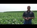 2021 FOCUS site tour - Soybean Defoliant