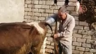كيفيه عمل غسيل رحمي لبقره لتهياتها للطلبان علاج حالات عدم الشياع في الحيوانات ( عدم الطلبان للعشر)