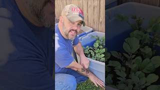 A Simple Tip To Grow More Potatoes In Containers Dhbg