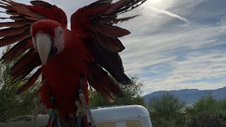 Heidi fleiss Parrot diary 29