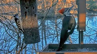 Pileated Arrives While Downy and Hairy Are Feeding—Great Size Comparison! | April 26, 2024