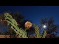 A Full Moon Rises Over A Cactus Flower Blooming In The Night