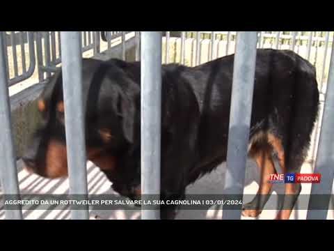 AGGREDITO DA UN ROTTWEILER PER SALVARE LA SUA CAGNOLINA | 03/01/2024