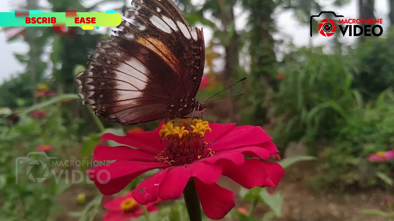 Kupu kupu yang lucu YouTube Kupu kupu yang lucu YouTube