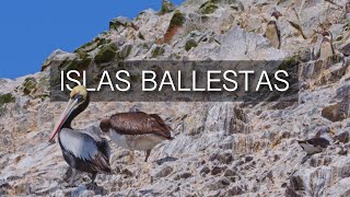 “Poor Man’s Galapagos”: Islas Ballestas - PERU (4K)