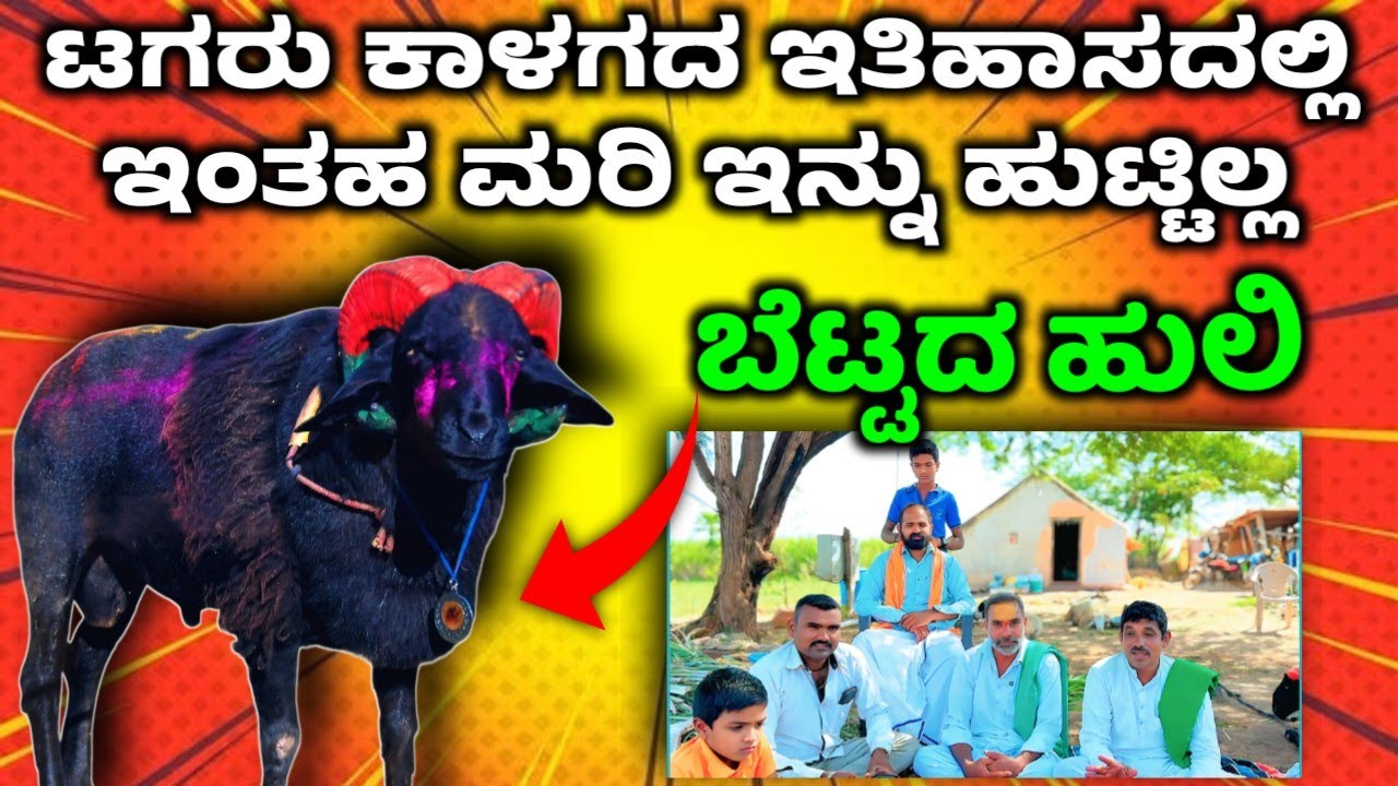 ಬೆಟ್ಟದ ಹುಲಿ ಟಗರಿನ ಕಥೆ! | ಬೆಟ್ಟದ ಹುಲಿ | SIMPLE SIDDU